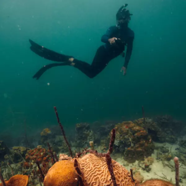 Buceador sobre un arrecife de coral en Bocas del Toro Panama