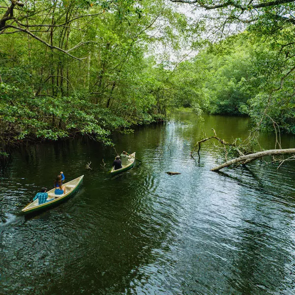 Kayac navegando entre manglares de Bocas del Toro en Panamá