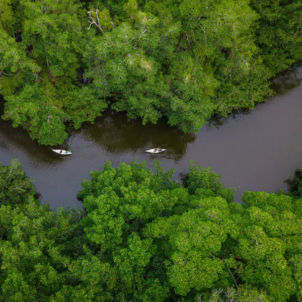 Dos kayacs navegando entre manglares en Bocas del Toro Panamá