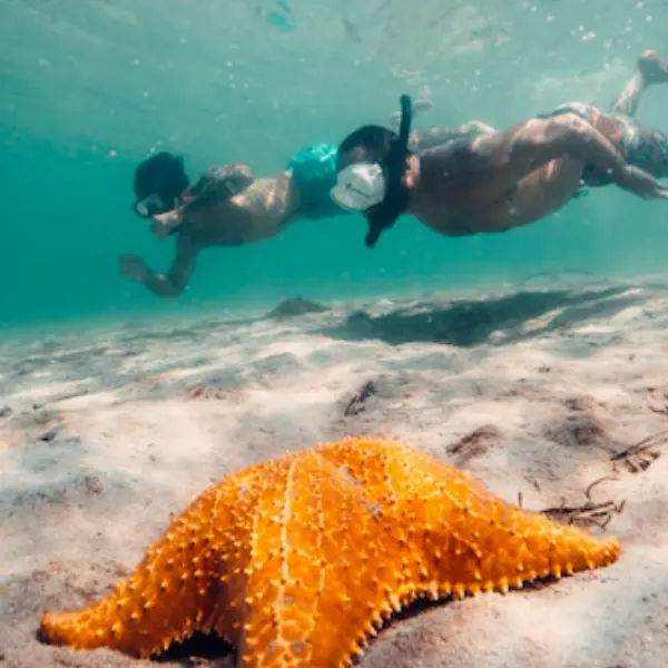 Dos personas haciendo snorkeling en el mar de Bocas del toro y una estrella de mar en primer plano